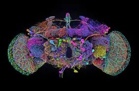 Manmade Horrors: Fruit Fly Brain was Subjected to Video Games