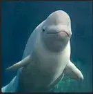 v1 beluga